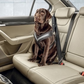 Ceintures de sécurité pour chien taille XL