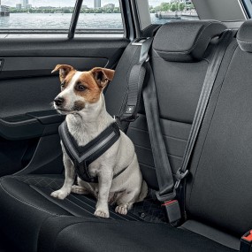Ceintures de sécurité pour chien taille S